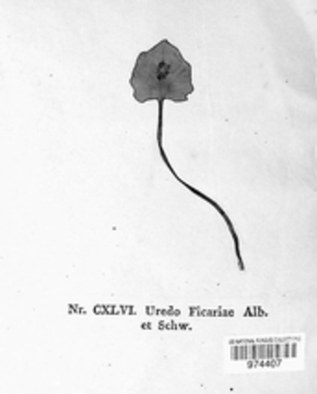 Uromyces ficariae image
